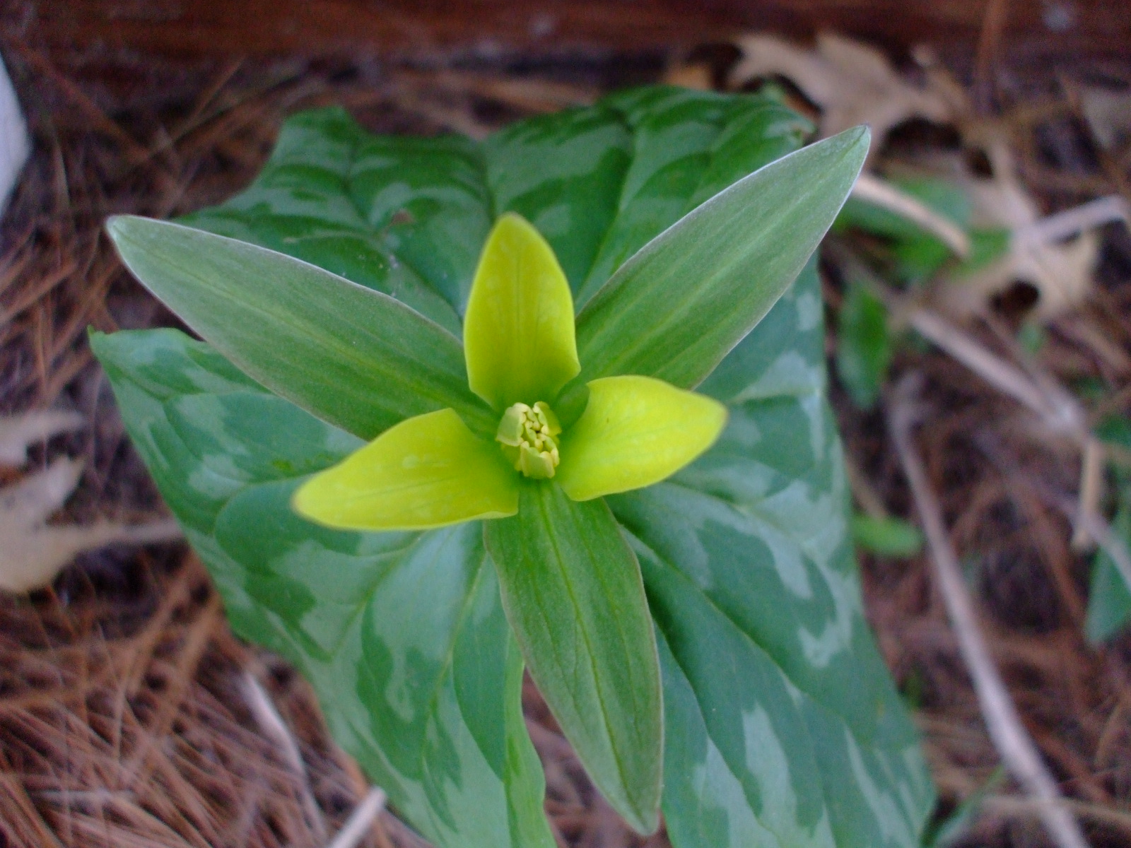 Trillium luteum